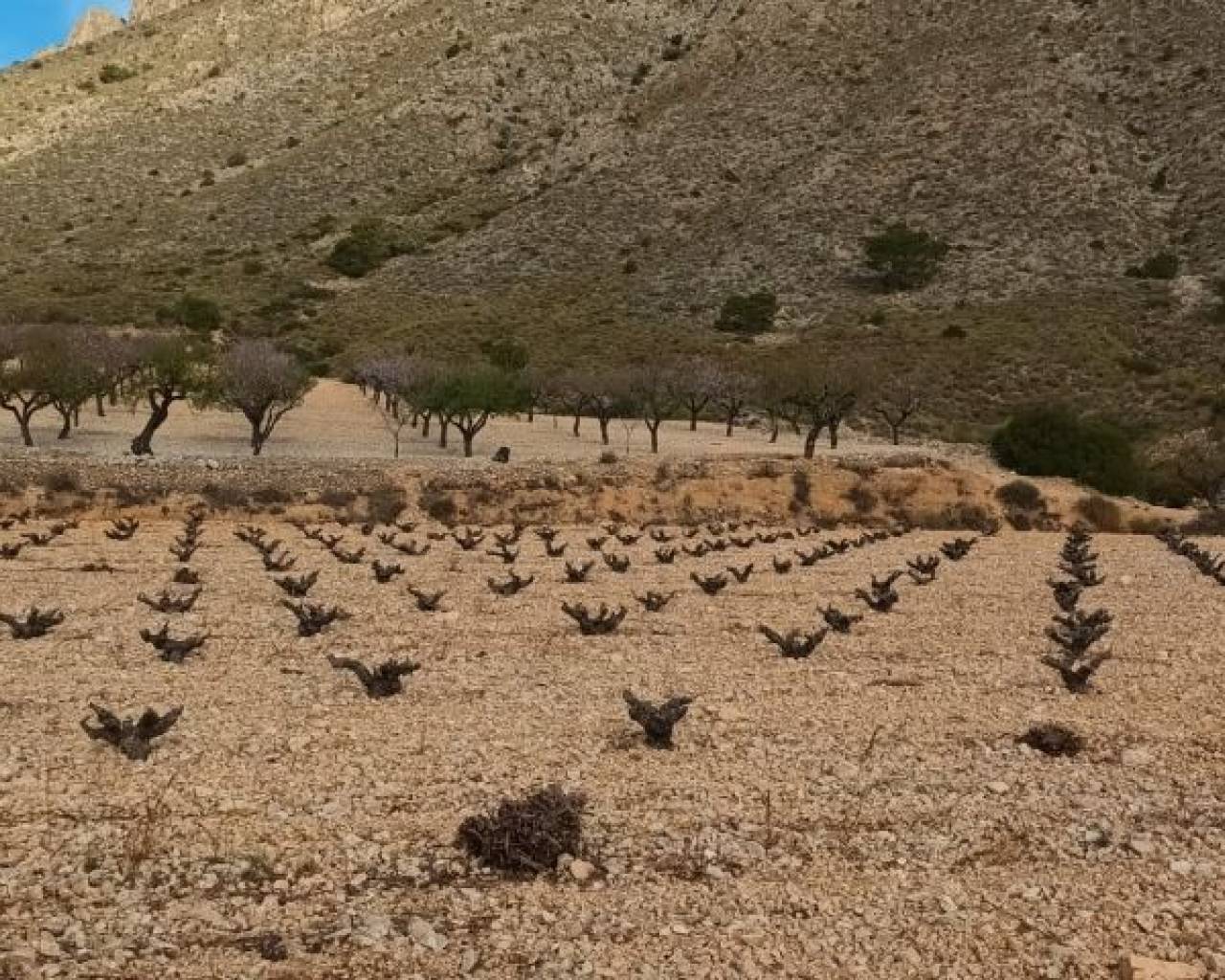 Land - Venta - Murcia - Murcia