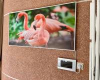 Resale - Detached House / Villa - El Chaparral - El chaparral