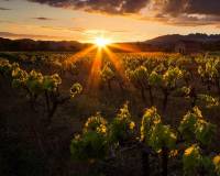 Resale -  - Jumilla