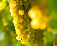 Resale -  - Jumilla