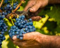 Resale -  - Jumilla