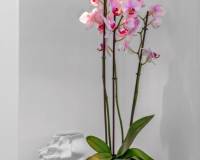 Resale - Квартира - Guardamar del Segura