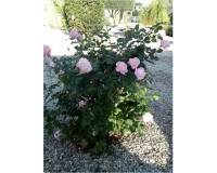 Resale - Квартира - Torrevieja