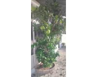 Resale -  - Rojales - Ciudad Quesada