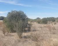 Resale - Terreno - Benferri - HUERTA PUEBLO
