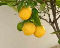 Resale - villa - Benijofar