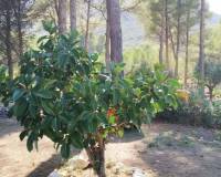 Resale - villa - Parcent