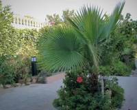 Resale - villa - Torrevieja