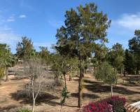 Venta - Detached House / Villa - Guardamar del Segura - El Raso