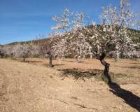 Venta - Finca - Bullas