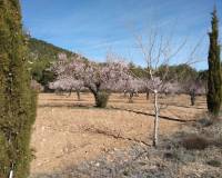 Venta - Finca - Bullas
