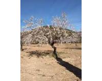 Venta - Finca - Bullas