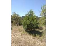 Venta - Finca - Bullas