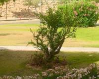 Venta -  - Hacienda riquelme