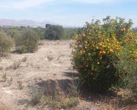 Venta - Terreno - Benferri - HUERTA PUEBLO